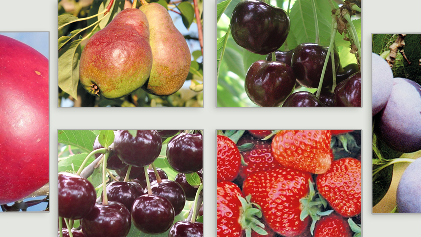 10-Header-Eucarpia-2