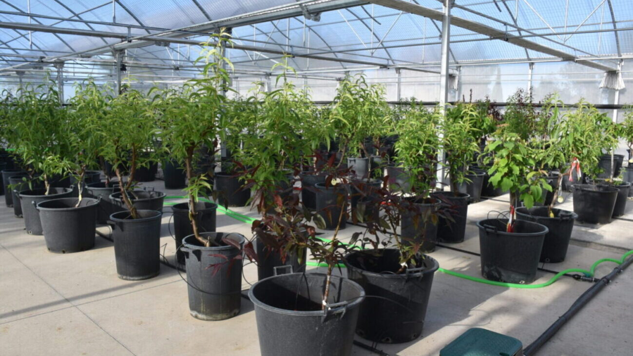 Jornada de certificación de material vegetal de reproducción de frutales