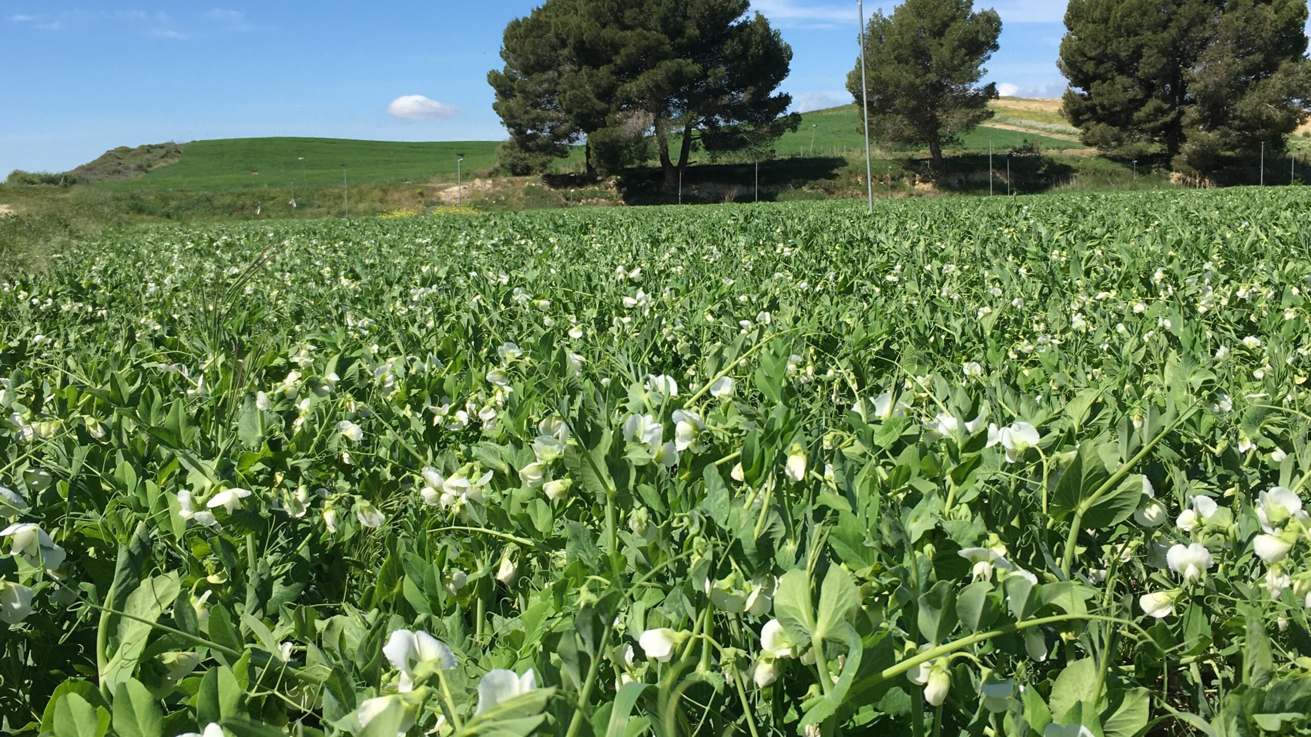 Grupos Operativos AEI