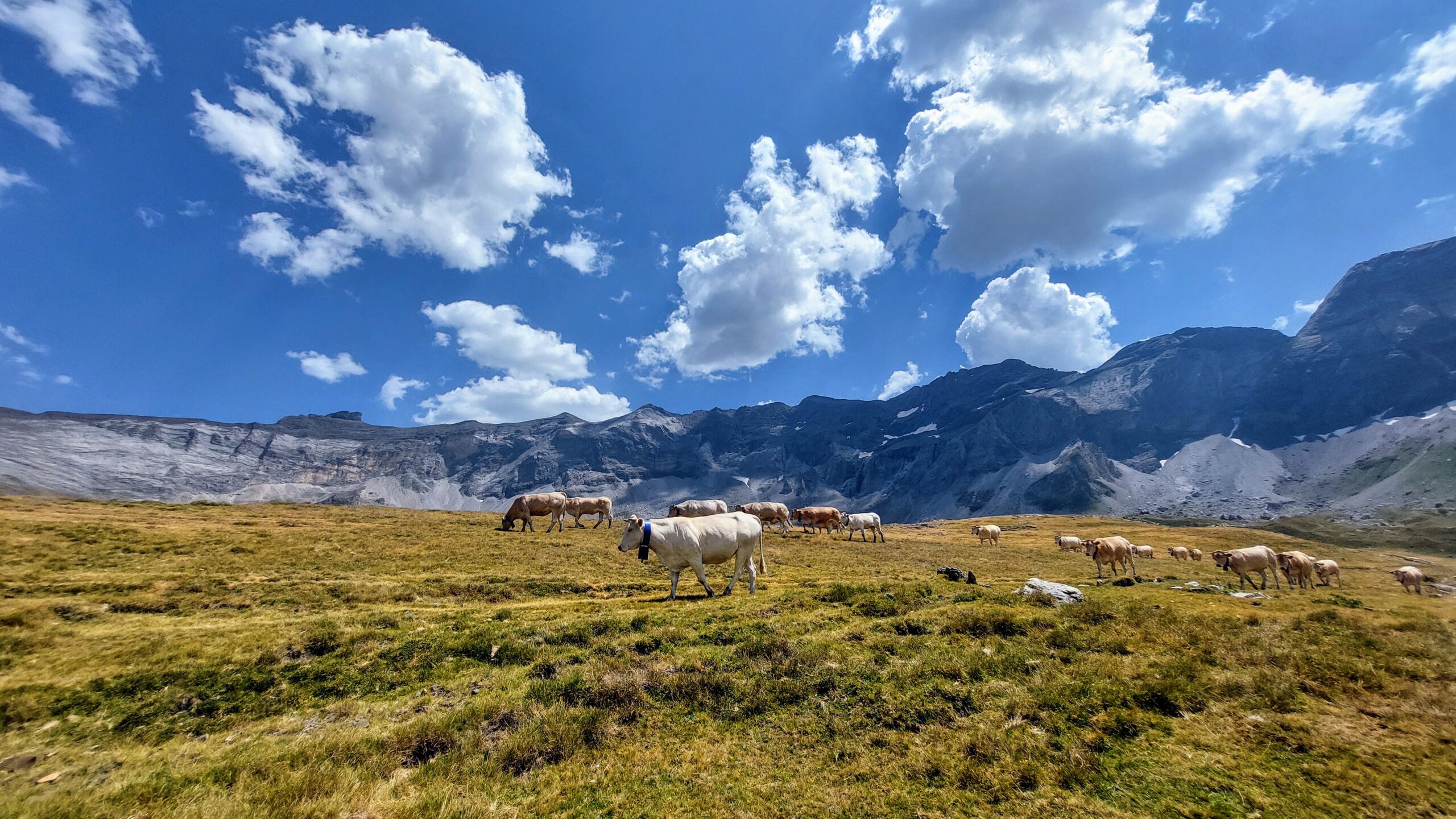 76 Congreso Anual de la Federación Europea de Ciencia Animal