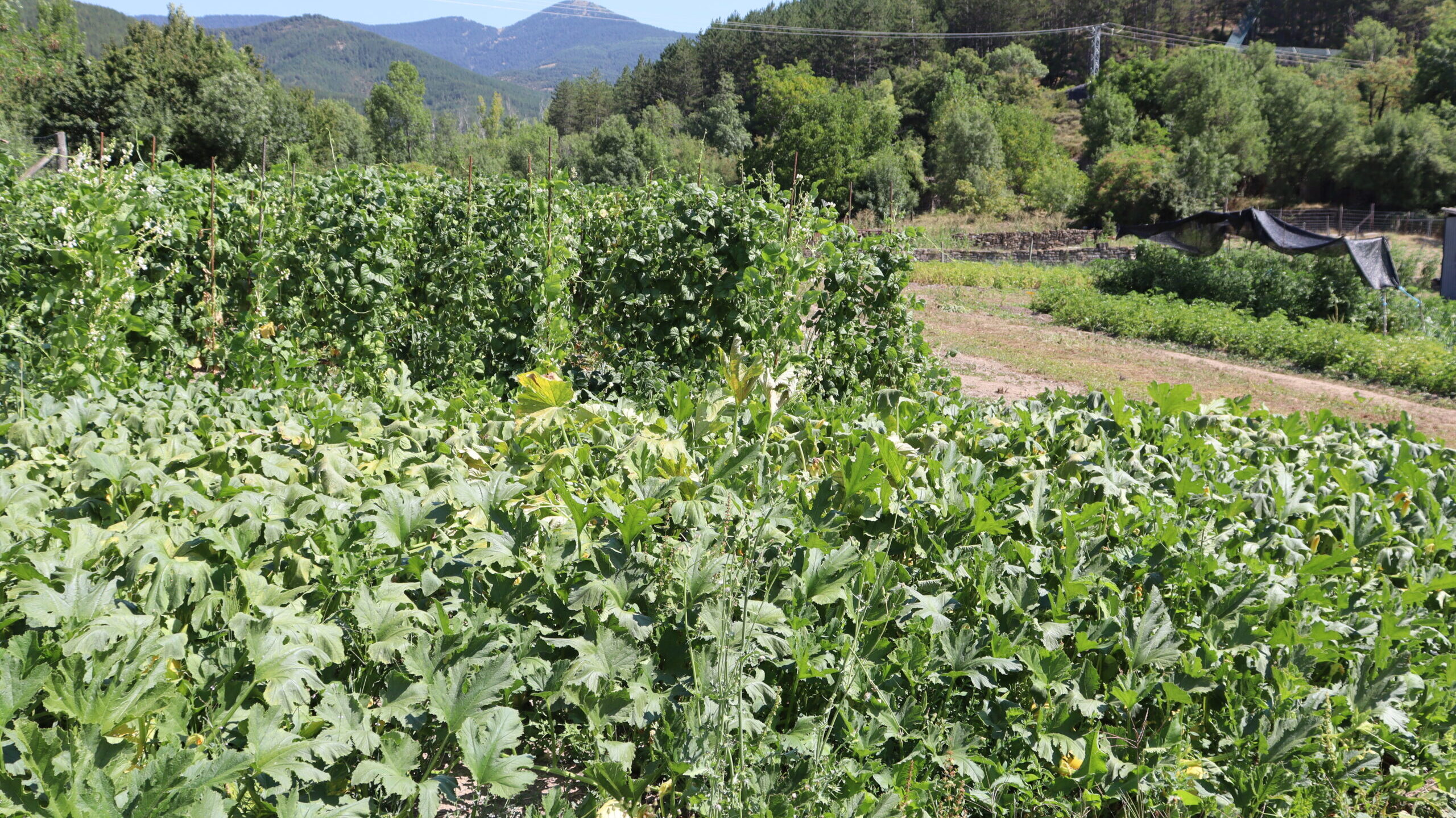Judía en La Garcipollera