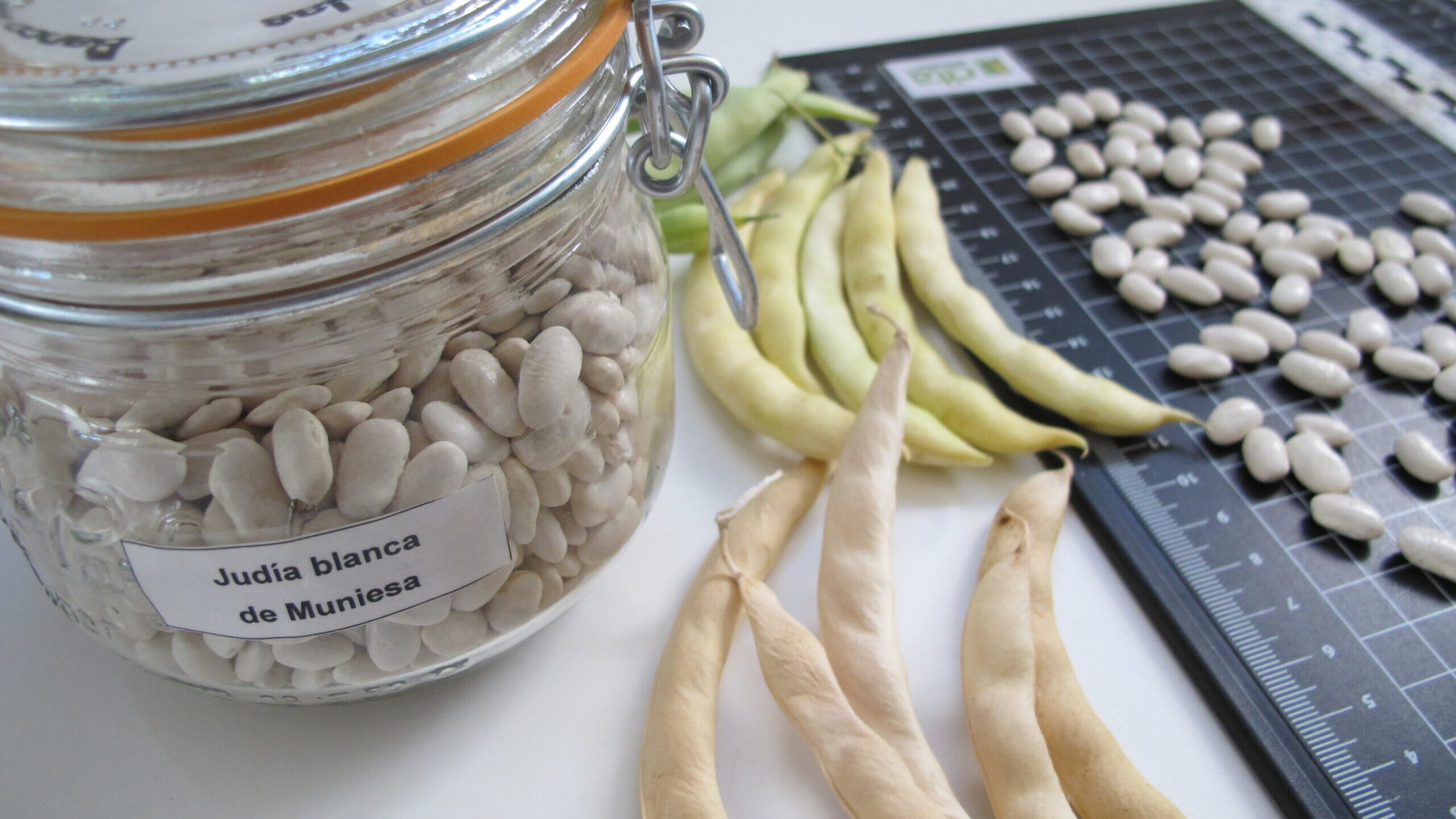 Judía de Muniesa