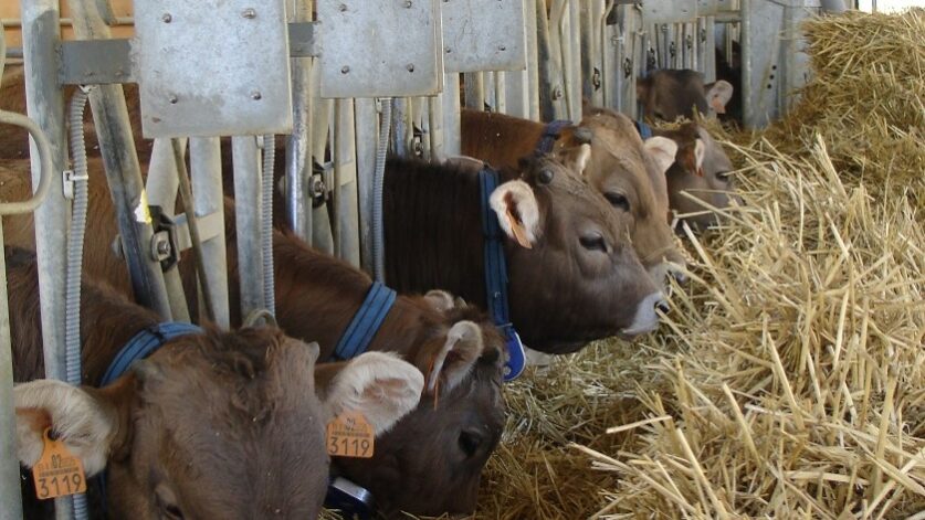 El CITA desarrolla estudios sobre la incorporación de guisante y otros recursos locales en el cebo de terneros
