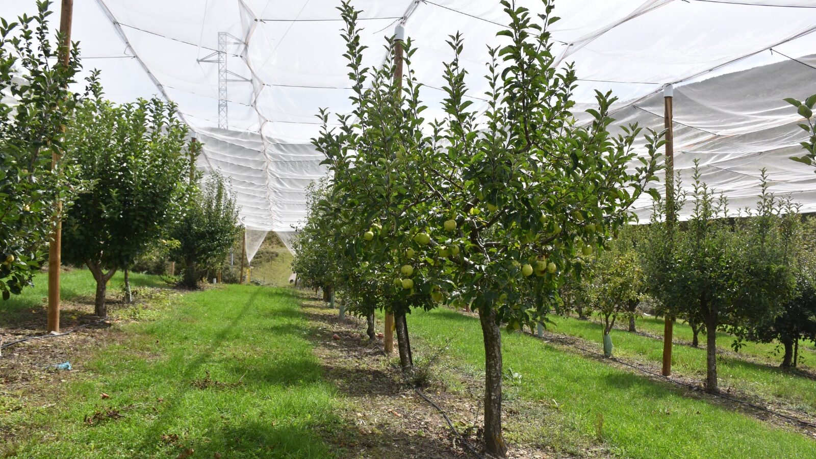 Parcela de ensayo en La Garcipollera