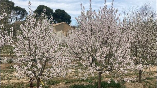 Congreso Nueva Zelanda