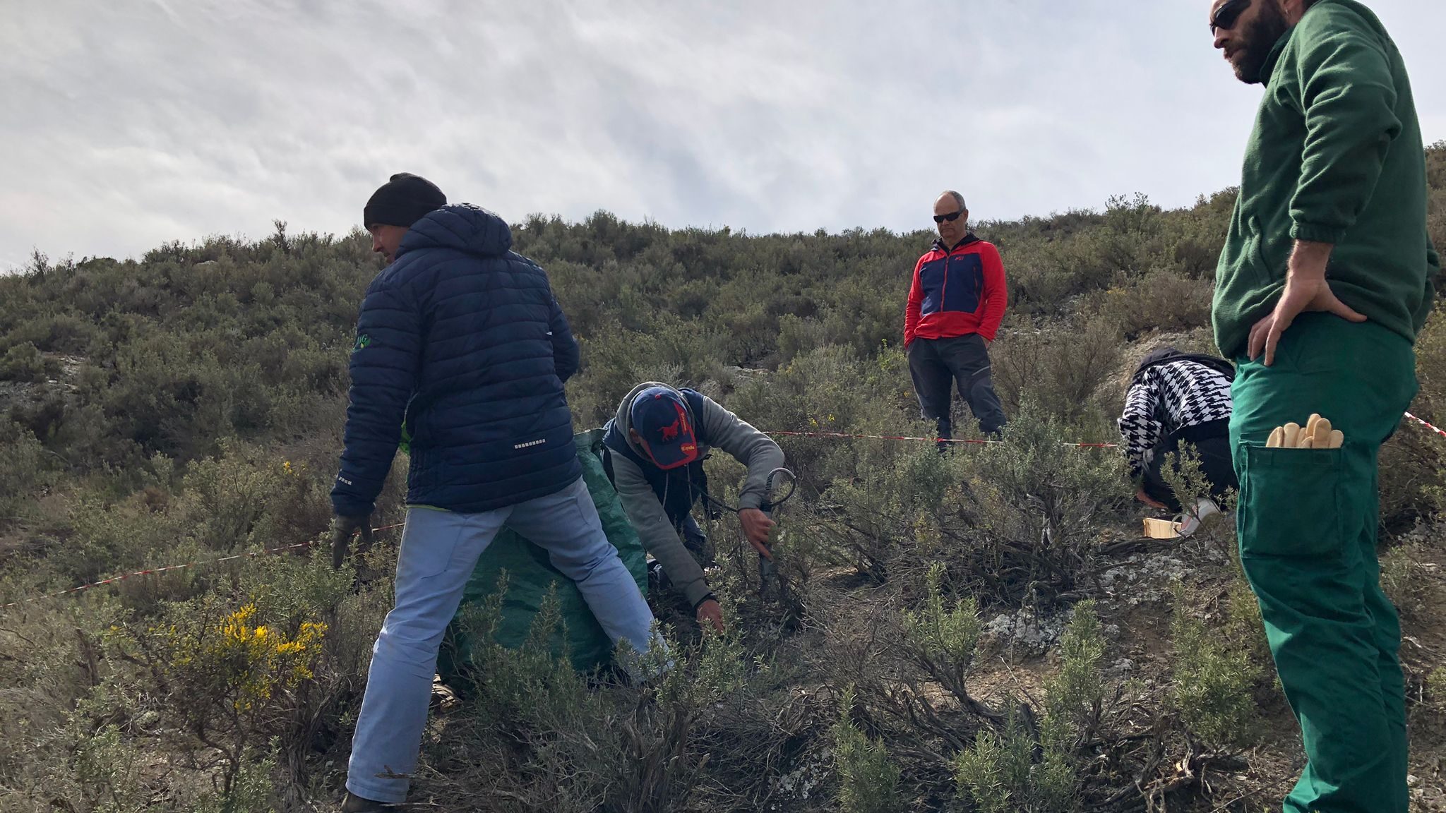 Recolecction aromáticas