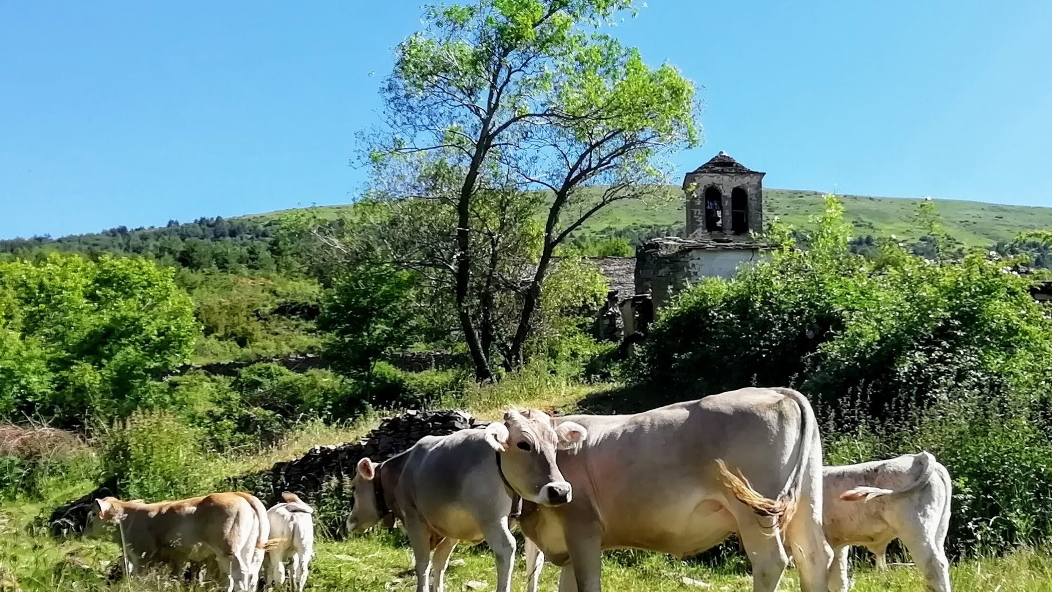 Vaca OTAL