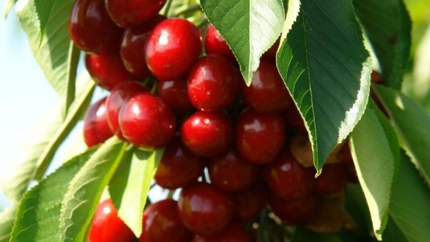 cereza