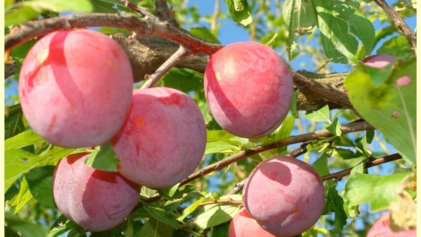 ciruelas