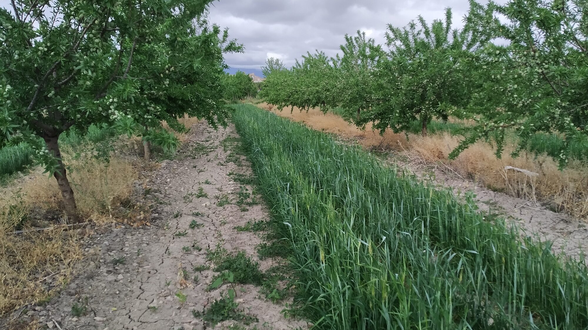 cubierta almendroweb (4)
