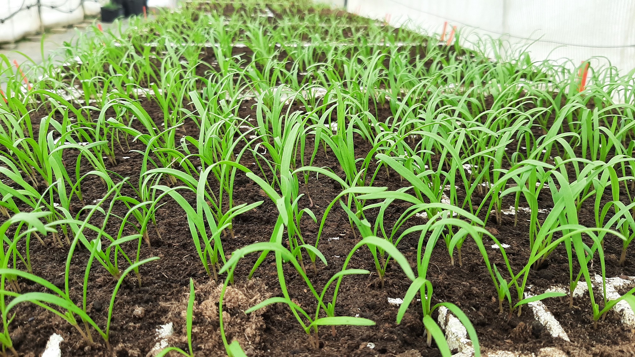 variedades de hoja web