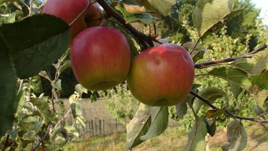 manzanas