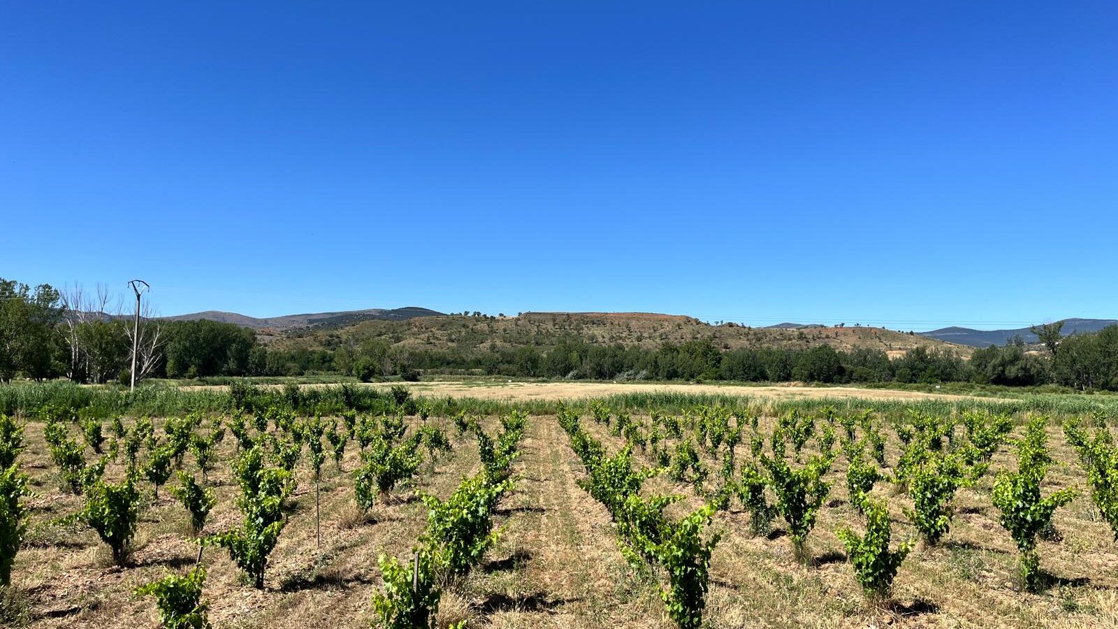 viñedos del Jiloca